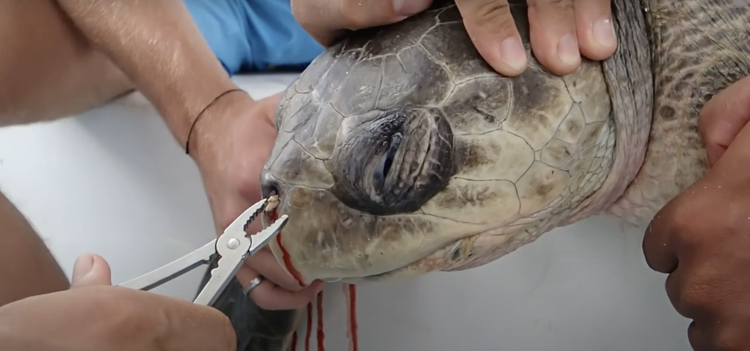 Watch “The Sea Turtle with a Straw in its Nostril – No To Single Use Plastics