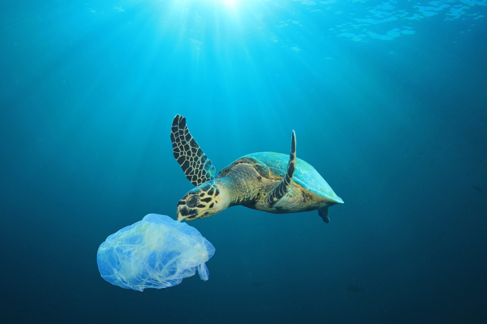Plastic Pollution Critical Threat to Florida Sea Turtles